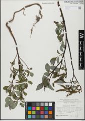 Foto von Salix glabra Scop.